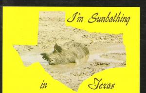 Wild Boar Post Card PPC1312