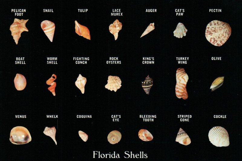 Florida Seashells  Topics - Other, Postcard / HipPostcard