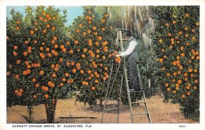 St Augustine, FL Florida  GARNETT ORANGE GROVE Man On Ladder  ca1920's Postcard