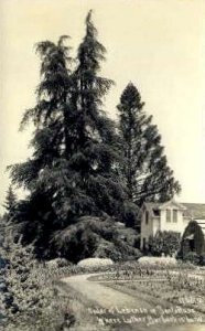 Real Photo, Cedar of Lebanon - Santa Rosa, California CA  