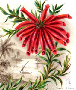 1880s Victorian In Peaceful Solemn Glory Christmas Card Unusual Flowers #K