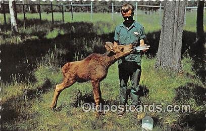 Calf Moose Fort William, Ontario, Canada Baby Bottle Unused 