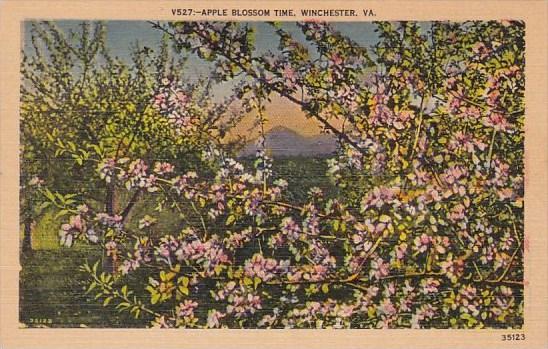 Apple Blossom Time Winchester Virginia