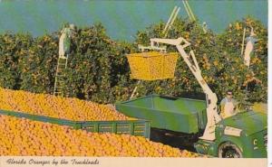 Florida Typical Orange Picking Scene In Mid Winter
