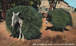 USA New Mexico Santa Fe Hay is Packed on Burros Vintage Postcard C273
