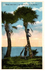 Black boy in Palm tree, Alligator waitng