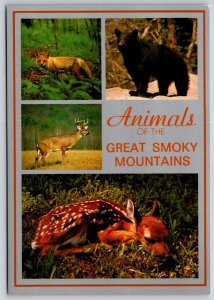 Animals of the Great Smoky Mountains  Tennessee  Black Bear  Deer Fox   Postcard