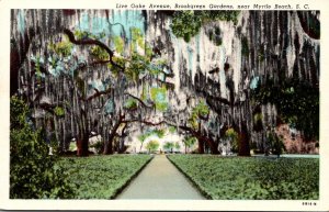 South Carolina Myrtle Beach Brookgreen Gardens Live Oaks Aveue Curteich