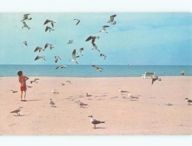 Pre-1980 FEEDING SEAGULLS AT THE BEACH Postmarked Naples Florida FL d7481