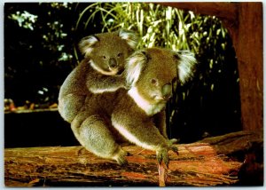 M-12105 Koala and young at Phillip Island's Koala Reserve Australia