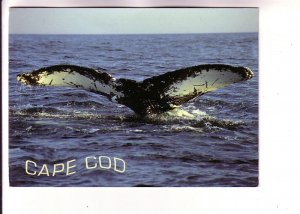 Humpback Whale Tail, Cape Cod Whale Watching, Massachusetts, Used 1995