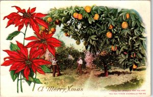 Christmas Orange Grove Poinsettia BIN