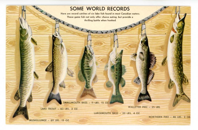 Fishing - Some World Records