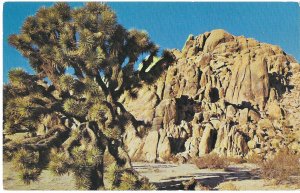 Joshua Tree in Southern California Desert