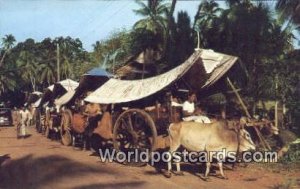 Bullock Carts Malacca Malaysia Unused 