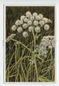 427964 Flower Angelica silvestris Vintage Sammelwerk Tobacco Card w/ ADVERTISING