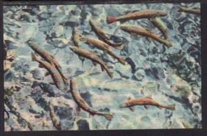 Trout in Pool Colorado Springs CO Postcard 4165