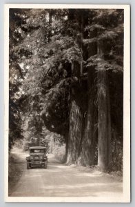 Fabulous Antique Car In The Redwoods of California RPPC Real Photo Postcard W30