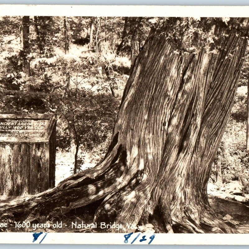 c1930s Natural Bridge, VA RPPC Ancient Tree Arbor Vitae Real Photo w/ Sign A193