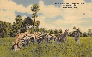 Grant and Chapman Zebras at Africa, U.S.A. Boca Raton, Florida