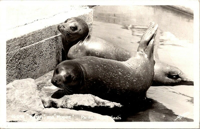 Butch & Minnie Pacific Coast Seals California RPPC