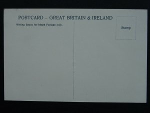 Famous Horse DISSENTER Hackney Stallion c1904 Postcard