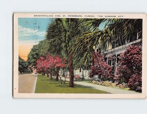 Postcard Bougainvillea Vine The Sunshine City St. Petersburg Florida USA