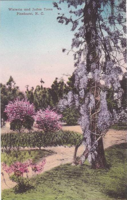 North Carolina Pinehurst Wisteria And Judas Trees  Albertype