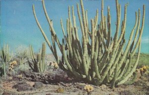 Organ Pipe Cactus Flowers