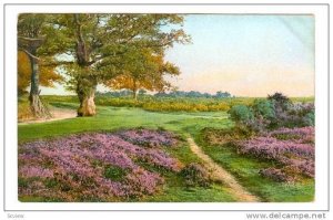 Beauty Spots of England, Heath, New Forest near Southampton, Hampshire, 00-10s