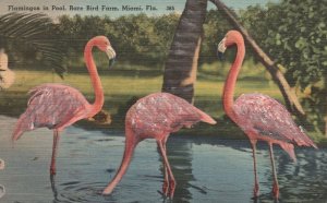 Vintage Postcard Flamingos Pool Rare Bird Farm Tourist Attraction Miami Florida