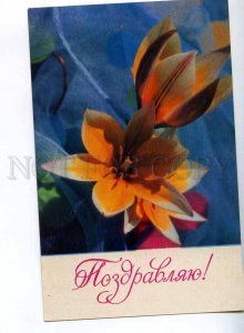 214648 RUSSIA flower lily photo by Bakalov old postcard