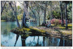 Florida Silver River A Beautiful Florida Scene Along Silver River In Famous S...