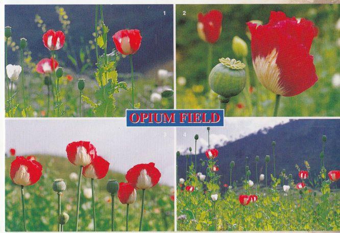 Opium Field Thailand Postcard