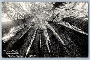 Trees Of Mystery Wonderland Park Redwood Highway Paterson RPPC Photo Postcard