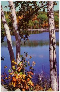 Autumn Splendor, Fall Colours, Canada, Vintage Chrome Postcard