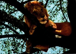 Lion Resting in Tree East African Wildlife Kenya