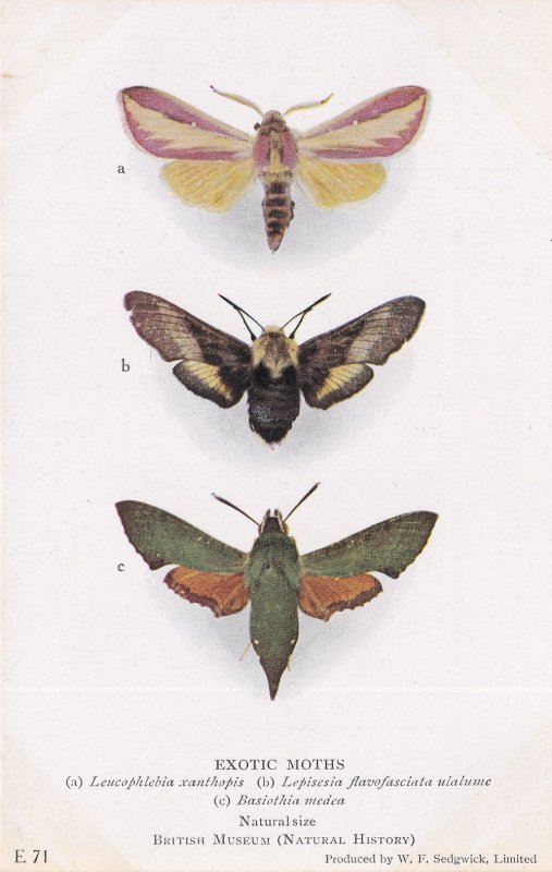 Basiothia Medea Sphingidae Exotic Moth Moths Antique Postcard