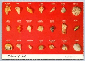 Collection Of Shells Found On Florida Beaches, Chrome Postcard