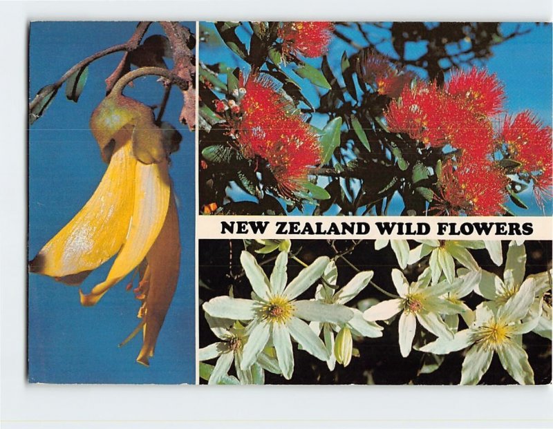 Postcard New Zealand Wild Flowers, New Zealand