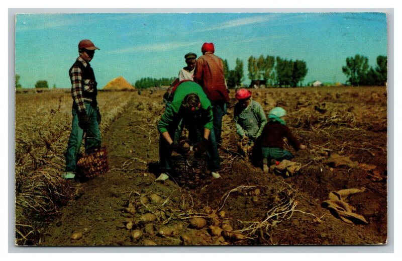 Vintage 1968 Postcard Harvesting World Famous Idaho Russet Potatoes