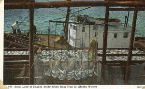 Postcard  View of Salmon being taken from Traps in Alaska Waters.        S6