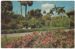 Azaleas, Whistling Swans, Busch Gardens, Florida, Vintage Chrome Postcard