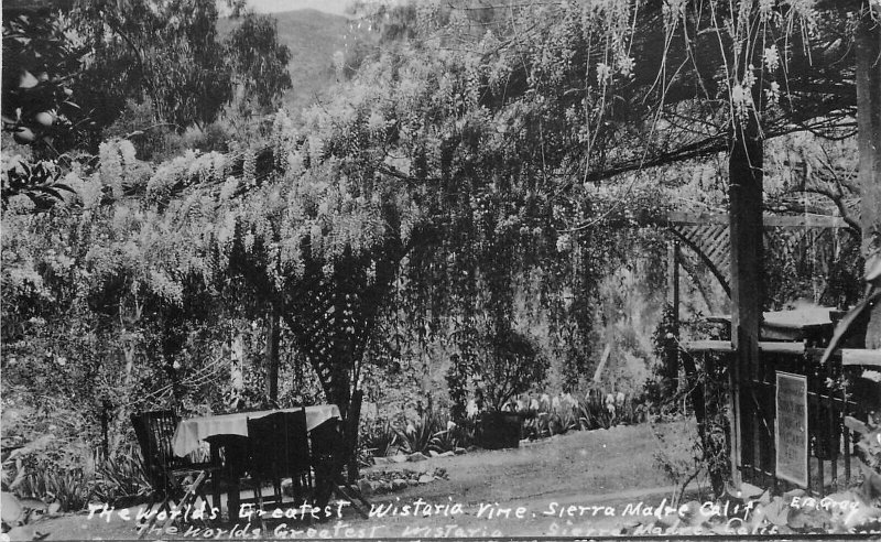 Postcard RPPC California Siera Madre World's Greatest Wisteria Vine Gray 23-7446