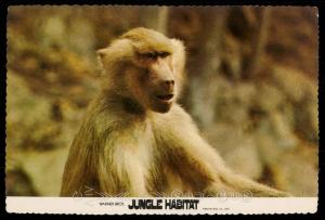 Hamadryas Baboon - Warner Bros. Jungle Habitat