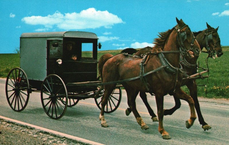Vintage Postcard Amish Country Unique Double Tree Hitch & Horses Lancaster PA United States