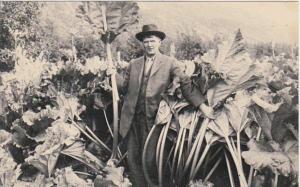 Alaska Skagway Alaskan Size Rhubarb From The Clark Farm 1973