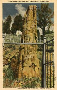 WY - Yellowstone National Park, Petrified Tree