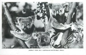 Australian native koala bears photo postcard