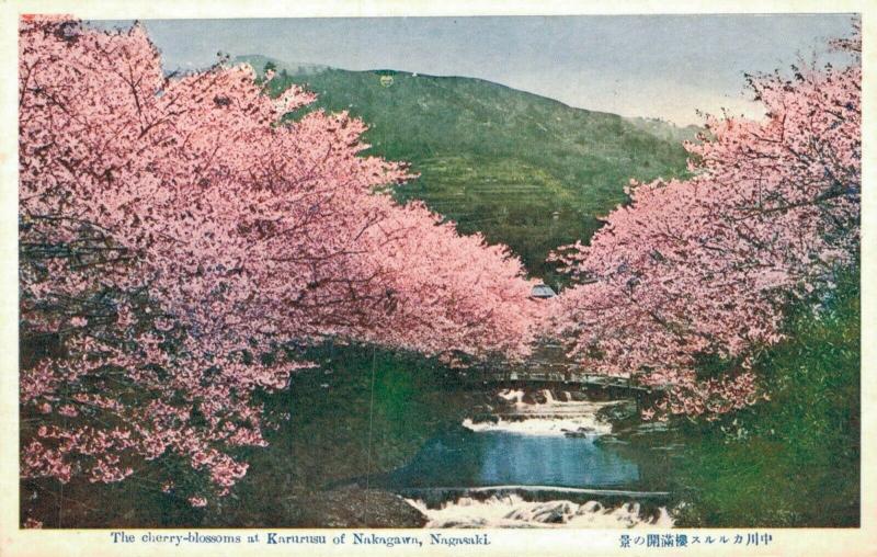 Japan The Cherry Blossoms at Karusu of Nakagawa Nagasaki 02.04